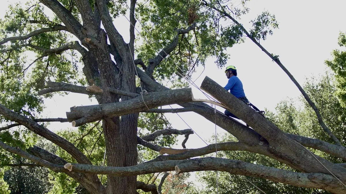 Professional Hazardous Tree Removal performed by certified arborists in Bethpage